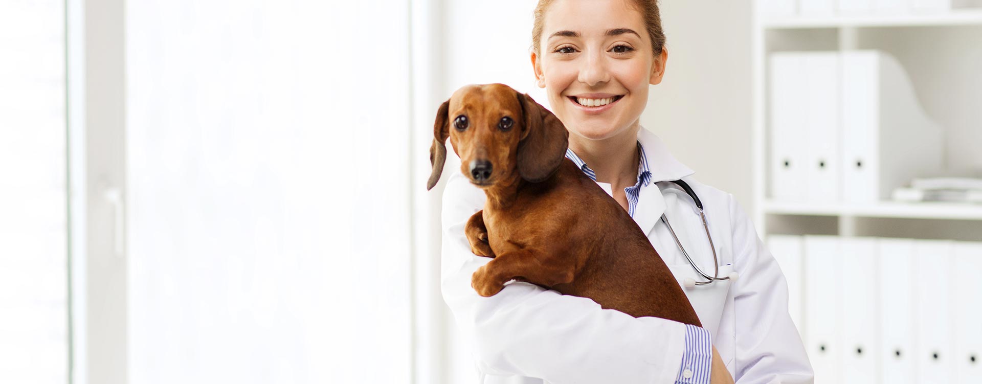 Veterinarian Home Medigroup